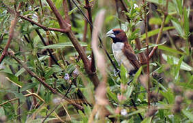 Five-colored Munia