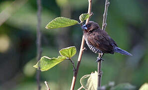 Scaly-breasted Munia