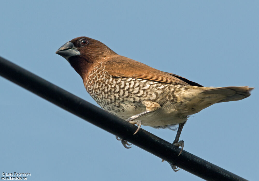 Scaly-breasted Munia