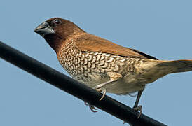 Scaly-breasted Munia