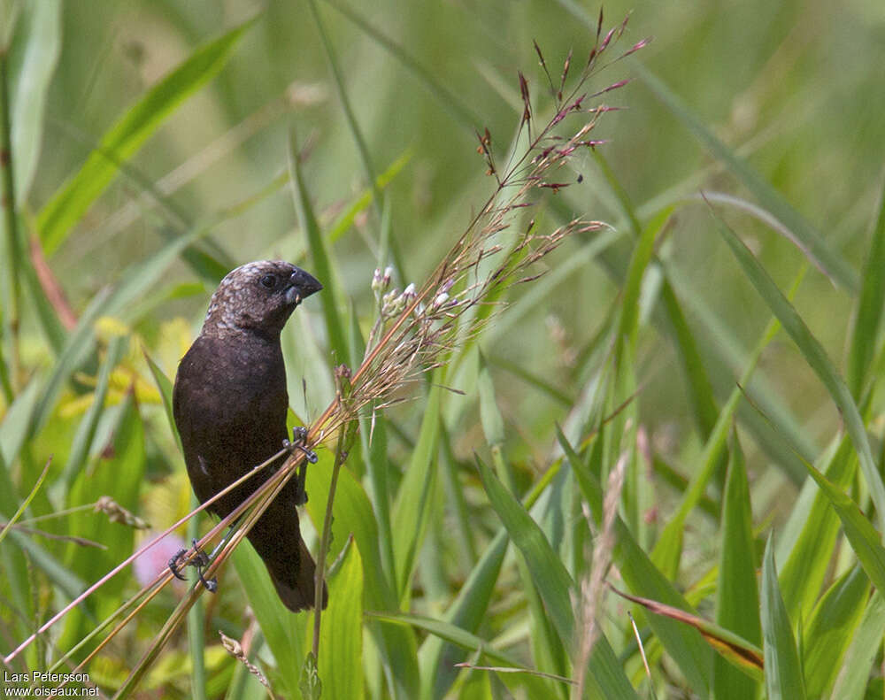 Mottled Mannikinadult, identification