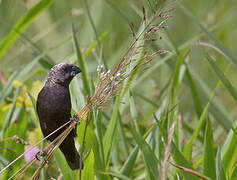 Mottled Mannikin