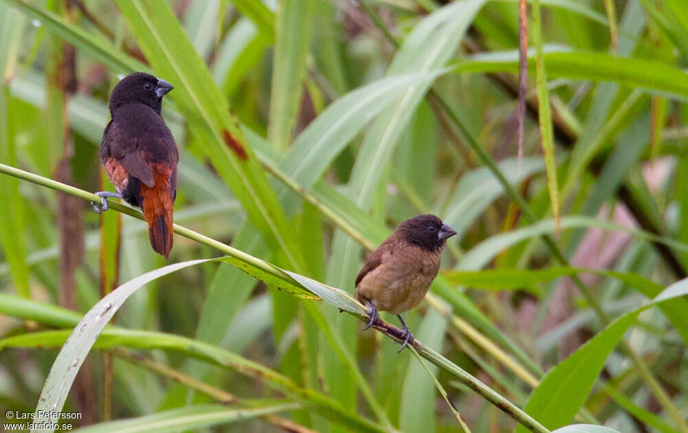 Buff-bellied Mannikin