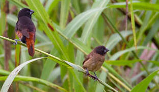 Buff-bellied Mannikin