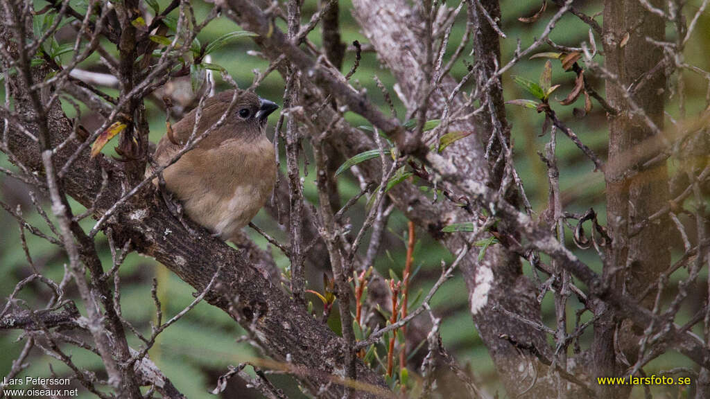 Western Alpine Mannikinjuvenile