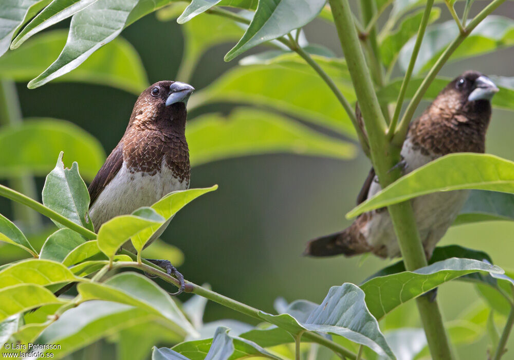 White-rumped Munia