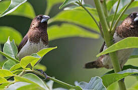 White-rumped Munia