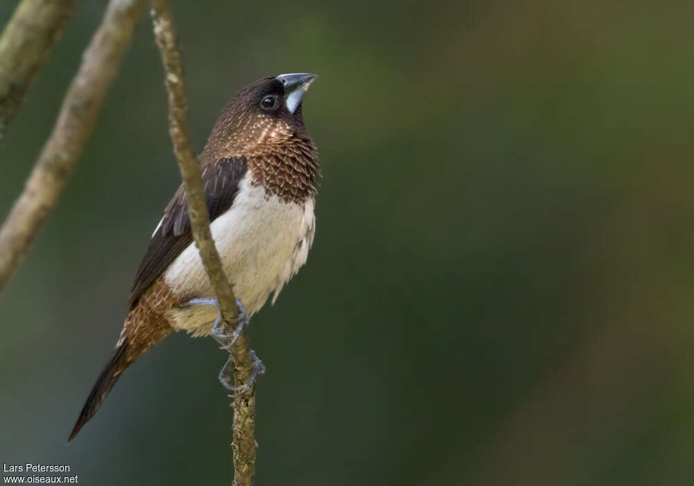 Capucin dominoadulte, identification