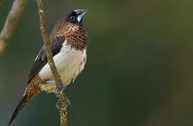 White-rumped Munia