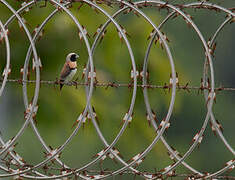 Chestnut-breasted Mannikin