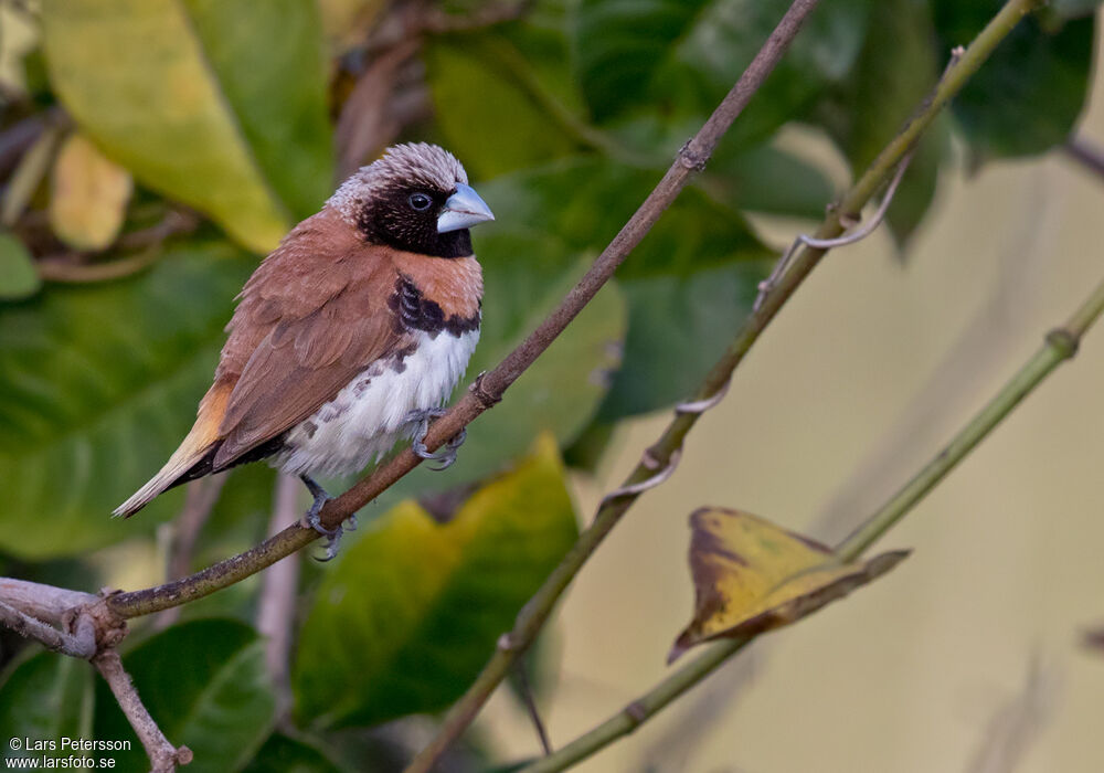 Chestnut-breasted Mannikin