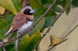 Chestnut-breasted Mannikin