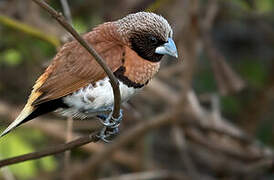 Chestnut-breasted Mannikin