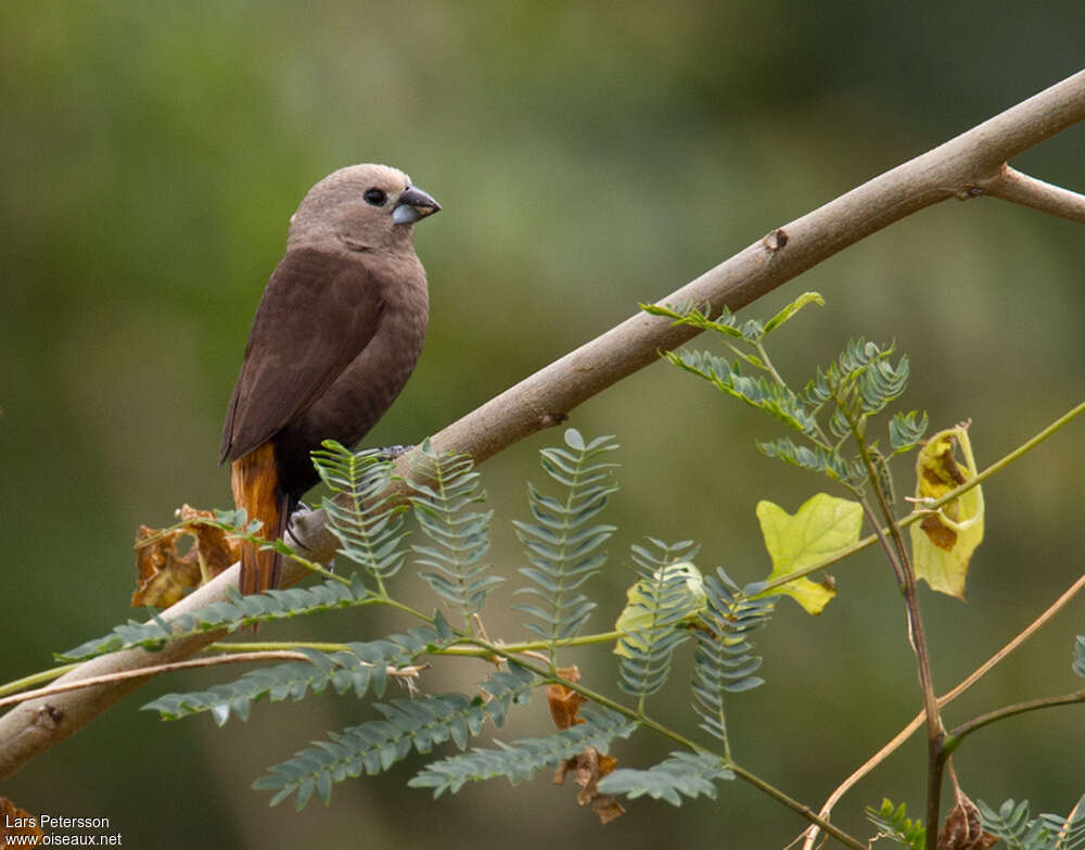 Grey-headed Mannikinadult, identification