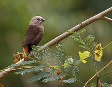 Grey-headed Mannikin