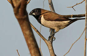 Black-faced Munia