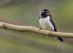 Javan Munia