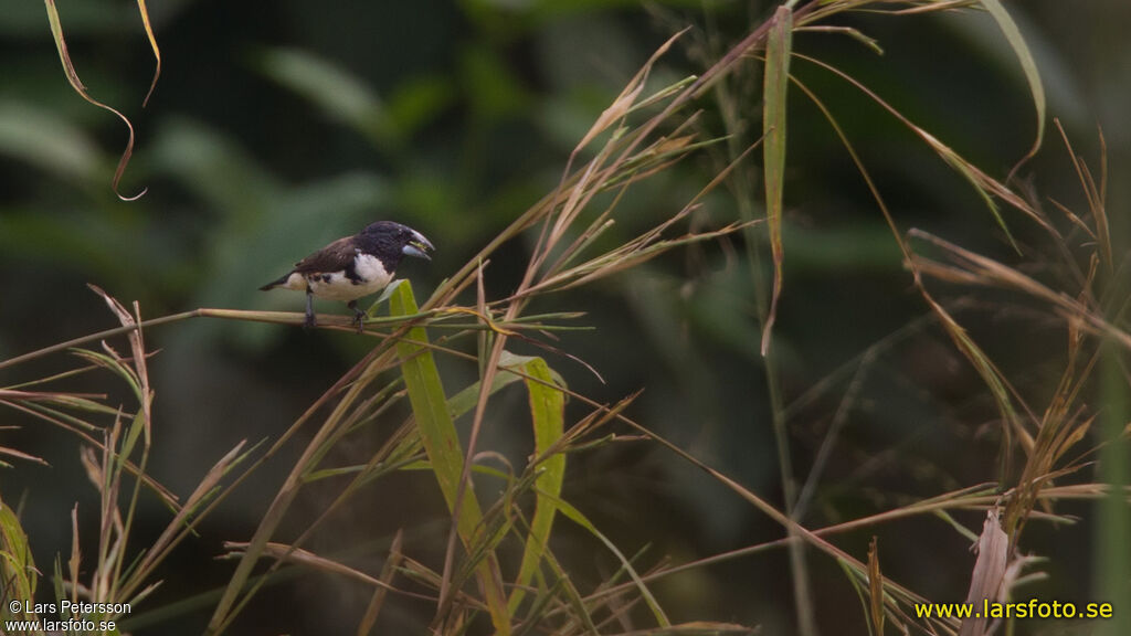 Magpie Mannikin