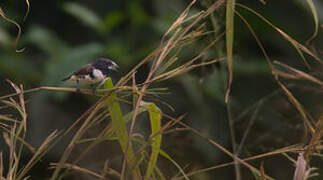 Magpie Mannikin