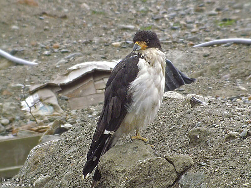 Caracara à gorge blancheadulte, identification