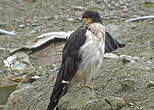 Caracara à gorge blanche