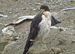 White-throated Caracara