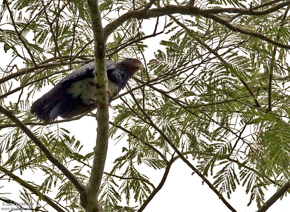 Caracara à gorge rouge