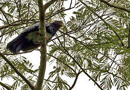 Red-throated Caracara