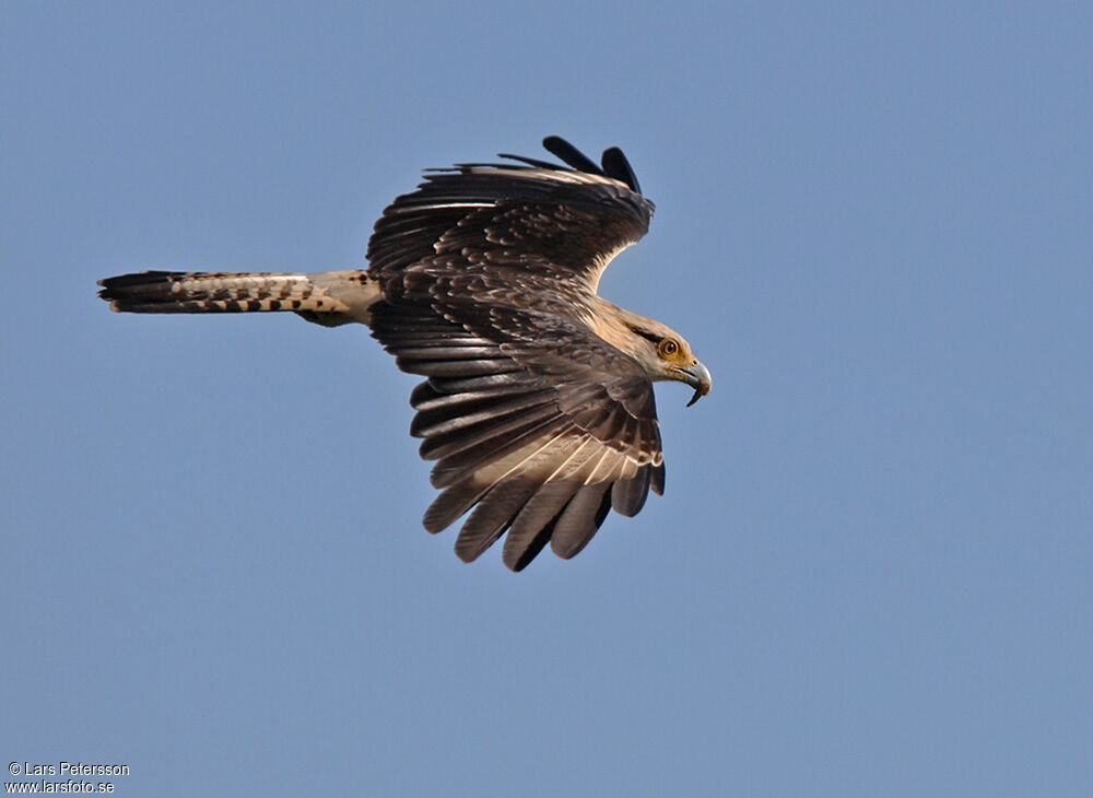 Caracara à tête jaune