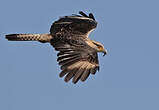 Caracara à tête jaune