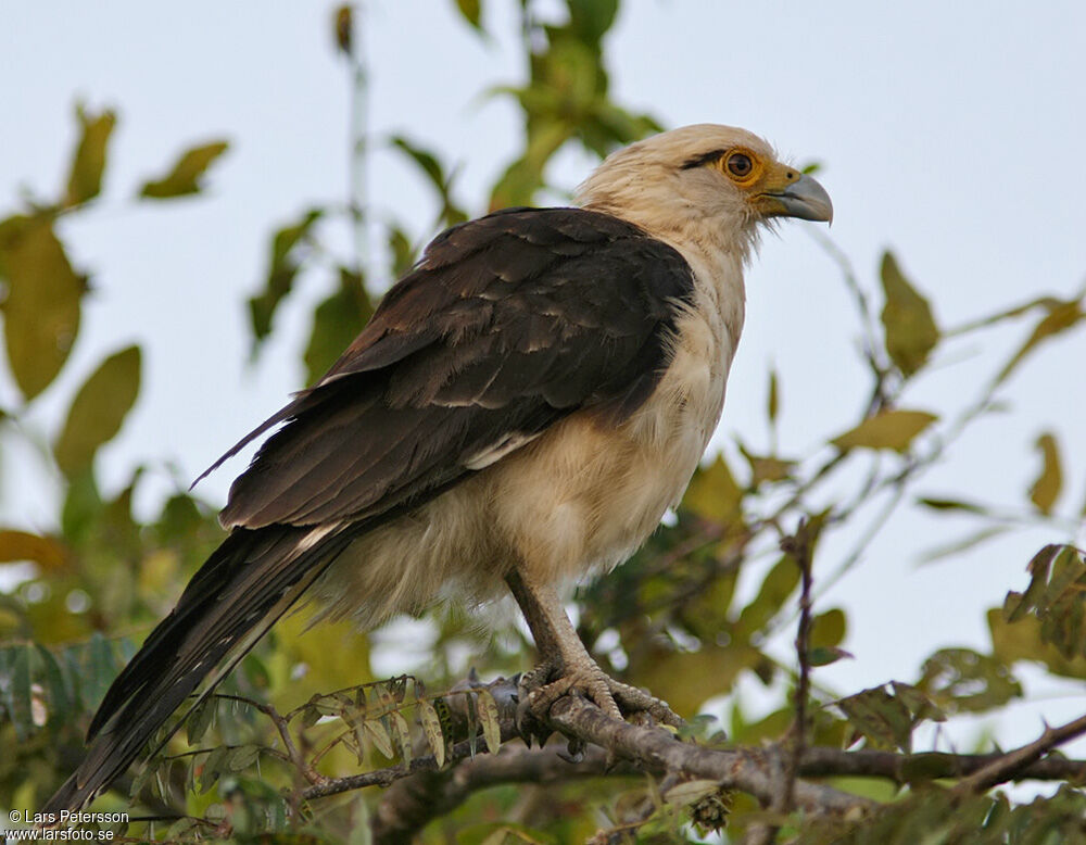 Caracara à tête jaune