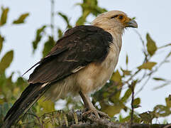 Yellow-headed Caracara