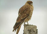 Caracara chimango