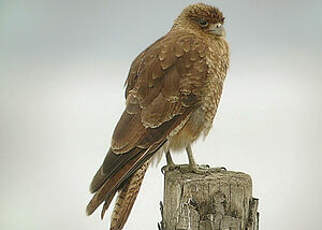 Caracara chimango