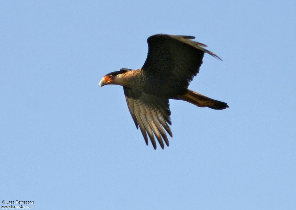 Northern Crested Caracara