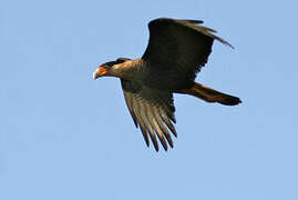 Northern Crested Caracara