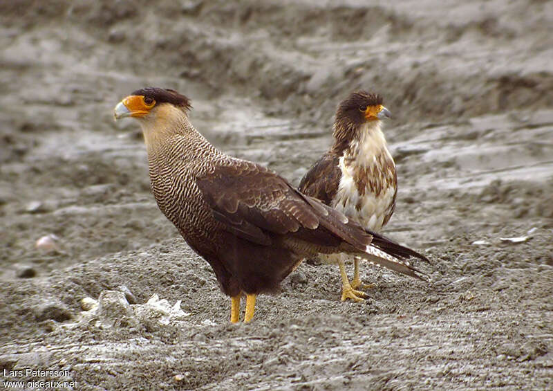 Crested Caracaraadult, pigmentation, Behaviour