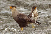 Caracara huppé