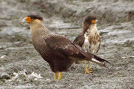 Southern Crested Caracara