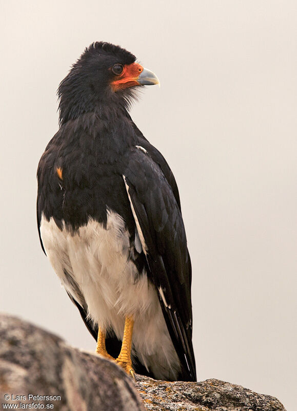 Caracara montagnard