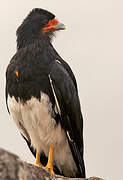 Mountain Caracara