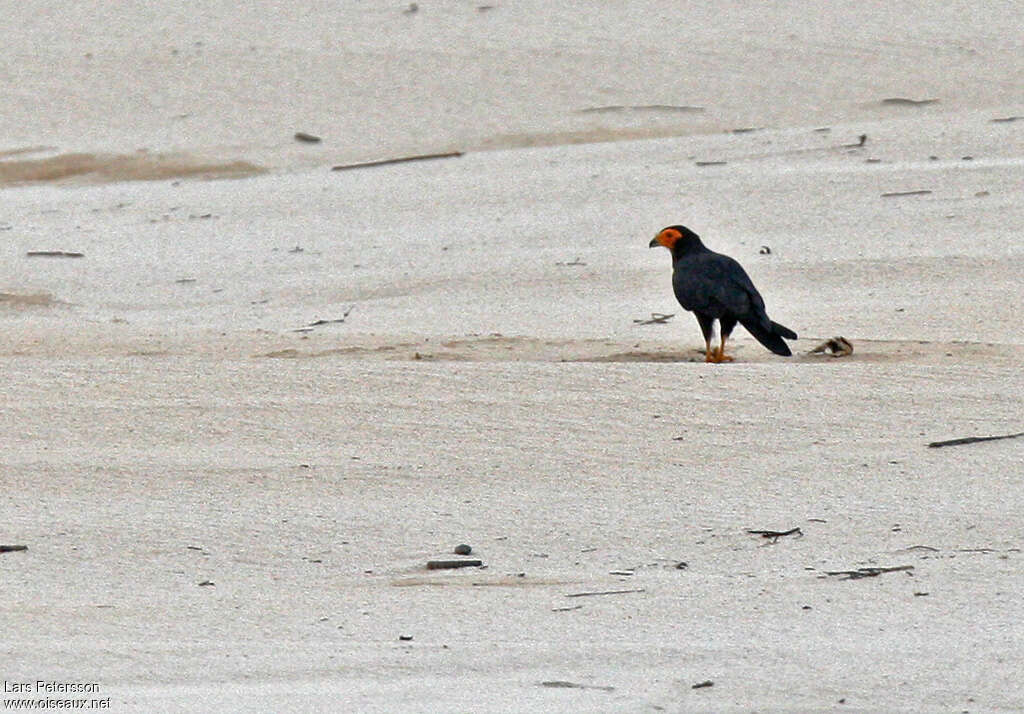 Caracara noiradulte, mange