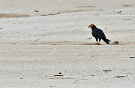 Black Caracara