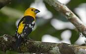 Cardinal à tête jaune