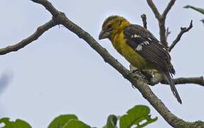 Golden Grosbeak