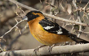 Black-headed Grosbeak