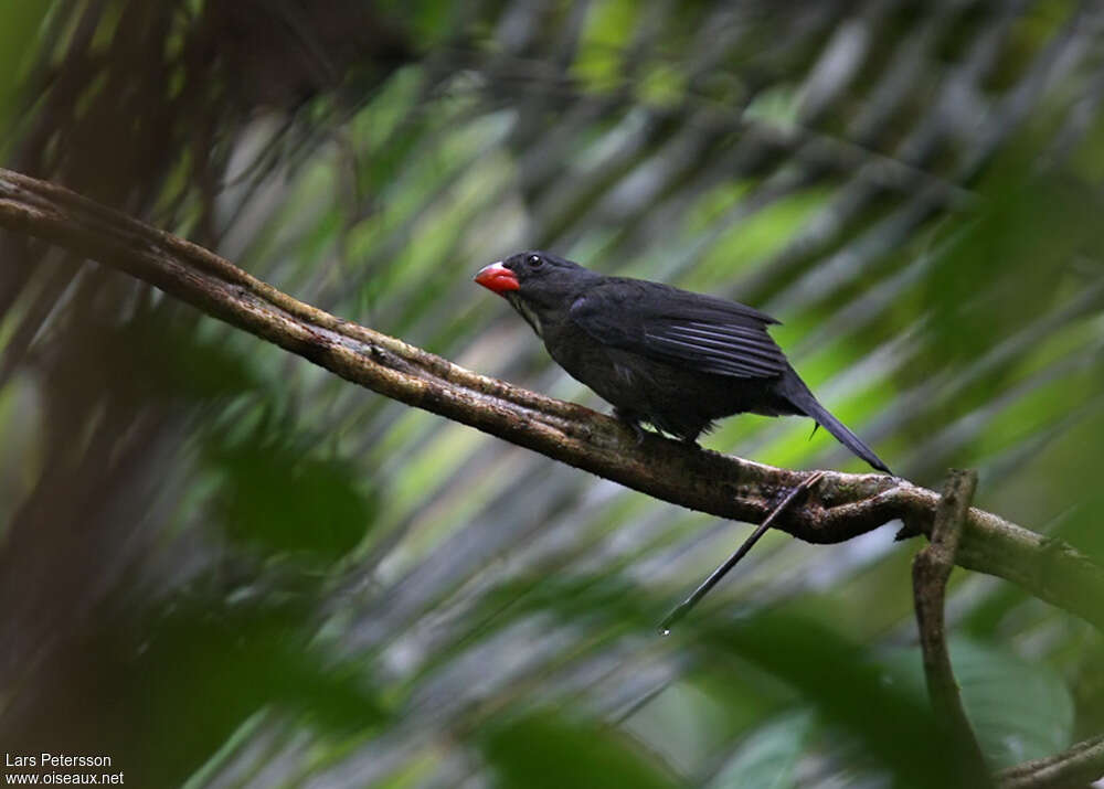 Slate-colored Grosbeak male adult, identification