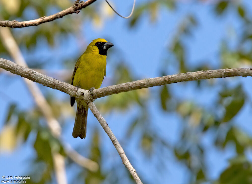 Cardinal flavert