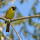 Cardinal flavert