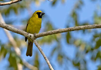 Cardinal flavert